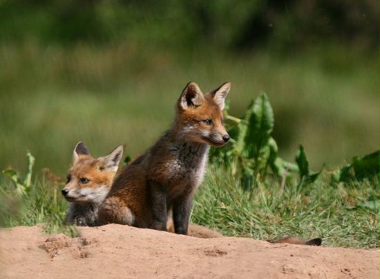 Fox <i>Vulpes vulpes</i>